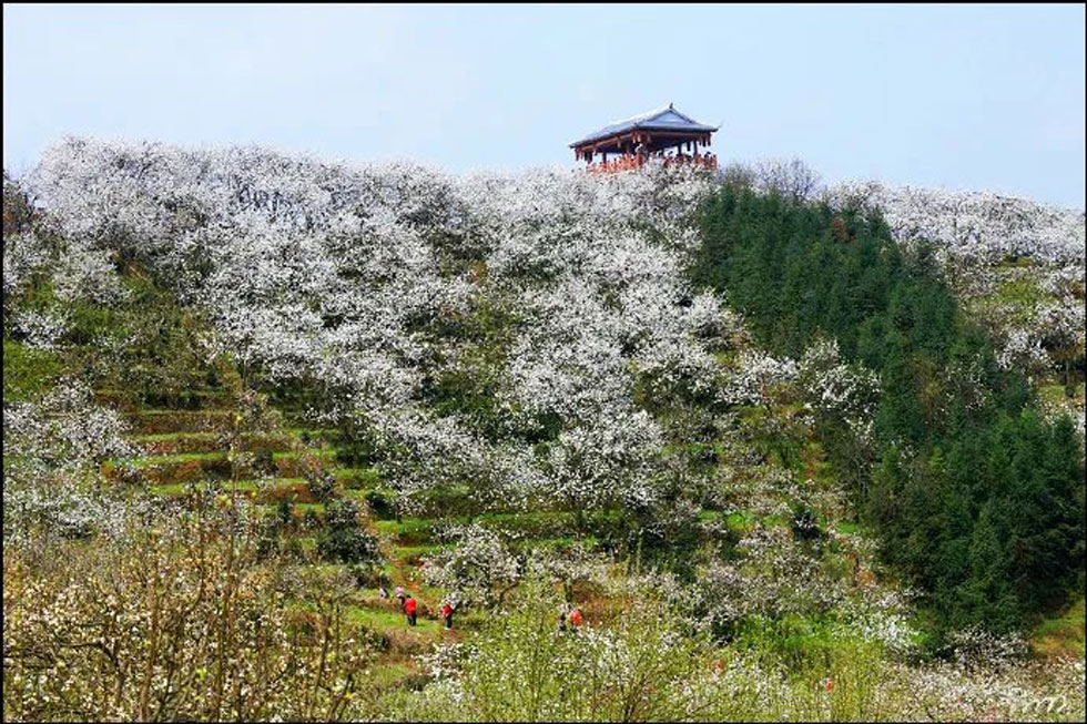 【春天，广西桂林灌阳县向您发出邀请！】我们在灌阳看梨花 - 游山玩水 - 上饶生活社区 - 上饶28生活网 sr.28life.net