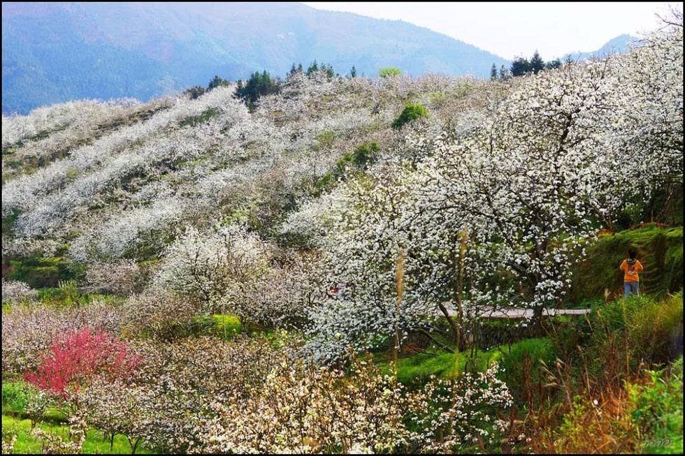 【春天，广西桂林灌阳县向您发出邀请！】我们在灌阳看梨花 - 游山玩水 - 上饶生活社区 - 上饶28生活网 sr.28life.net