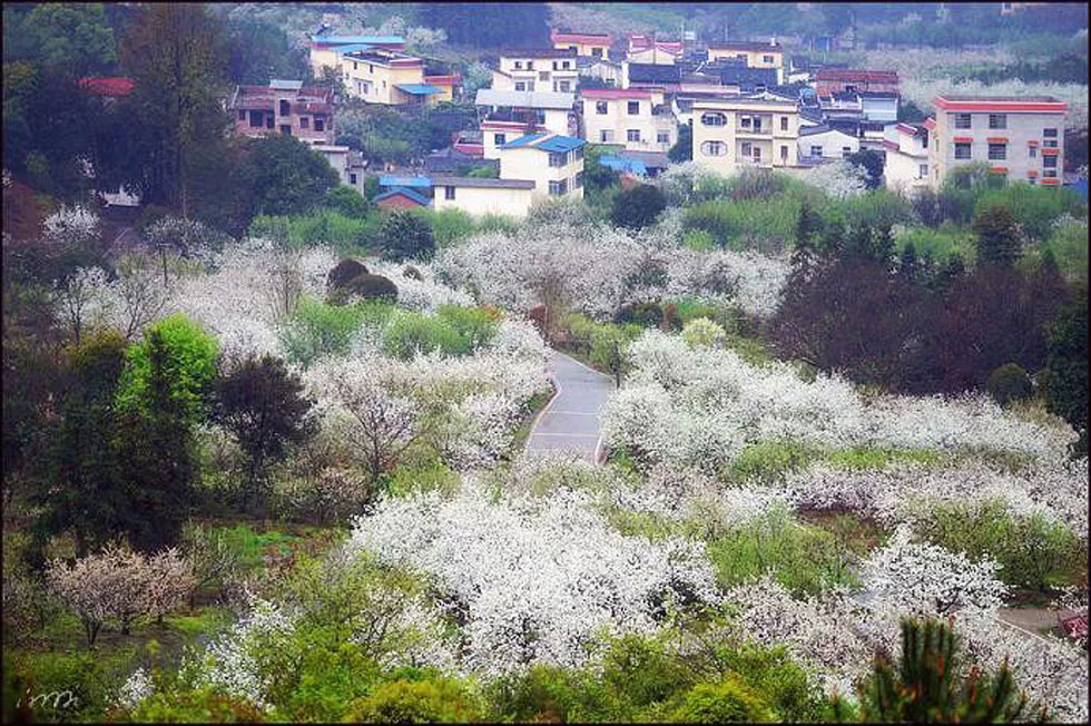 【春天，广西桂林灌阳县向您发出邀请！】我们在灌阳看梨花 - 游山玩水 - 上饶生活社区 - 上饶28生活网 sr.28life.net
