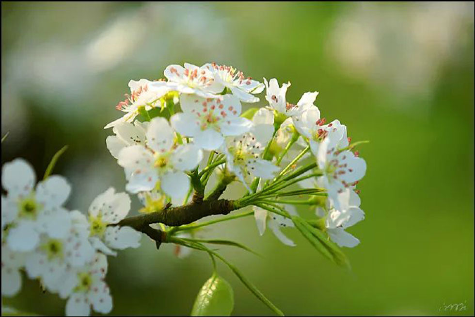 【春天，广西桂林灌阳县向您发出邀请！】我们在灌阳看梨花 - 游山玩水 - 上饶生活社区 - 上饶28生活网 sr.28life.net