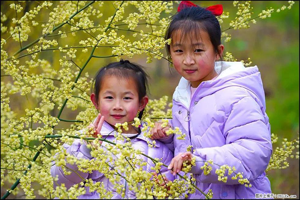 【春天，广西桂林灌阳县向您发出邀请！】米珠山前有片山苍子花在飘香 - 游山玩水 - 上饶生活社区 - 上饶28生活网 sr.28life.net