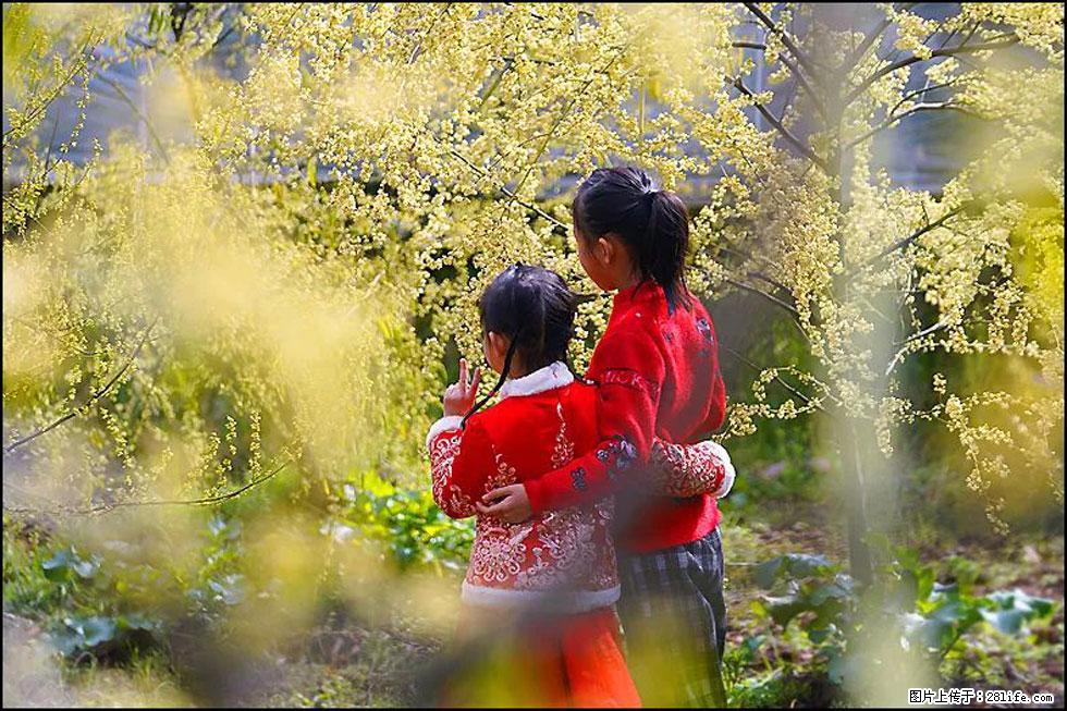 【春天，广西桂林灌阳县向您发出邀请！】米珠山前有片山苍子花在飘香 - 游山玩水 - 上饶生活社区 - 上饶28生活网 sr.28life.net