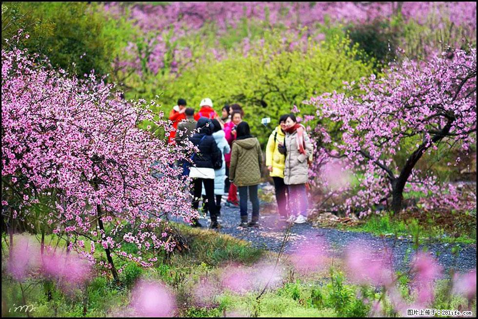 【春天，广西桂林灌阳县向您发出邀请！】官庄村有个醉美的桃花园 - 游山玩水 - 上饶生活社区 - 上饶28生活网 sr.28life.net
