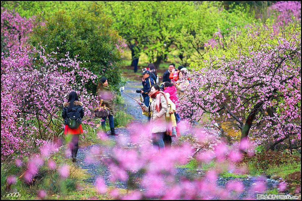 【春天，广西桂林灌阳县向您发出邀请！】官庄村有个醉美的桃花园 - 游山玩水 - 上饶生活社区 - 上饶28生活网 sr.28life.net