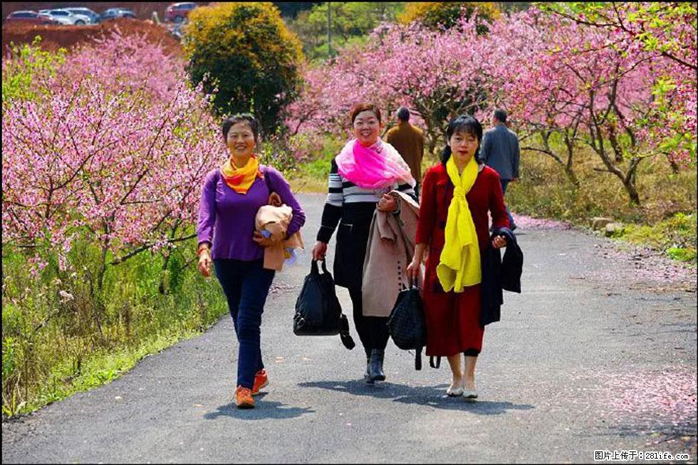 【春天，广西桂林灌阳县向您发出邀请！】官庄村有个醉美的桃花园 - 游山玩水 - 上饶生活社区 - 上饶28生活网 sr.28life.net