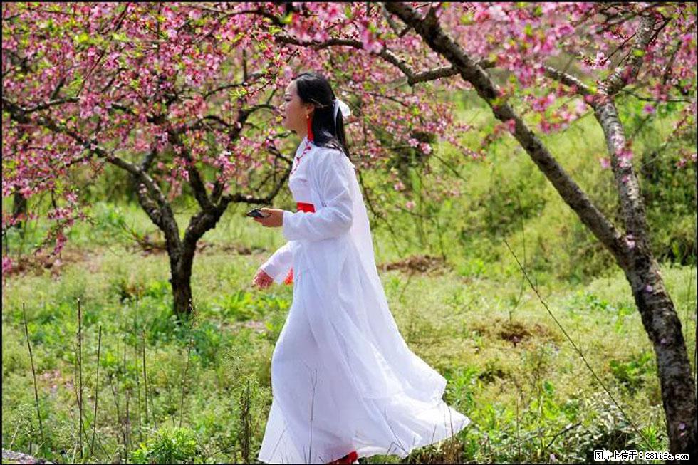 【春天，广西桂林灌阳县向您发出邀请！】官庄村有个醉美的桃花园 - 游山玩水 - 上饶生活社区 - 上饶28生活网 sr.28life.net