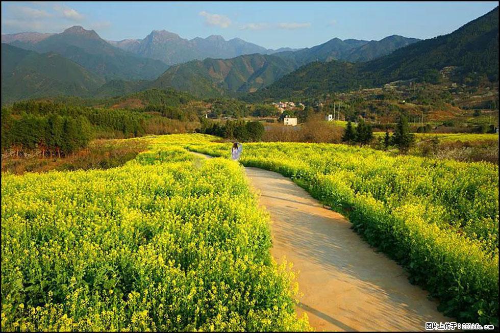 【春天，广西桂林灌阳县向您发出邀请！】长坪村油菜盛情花开 - 游山玩水 - 上饶生活社区 - 上饶28生活网 sr.28life.net