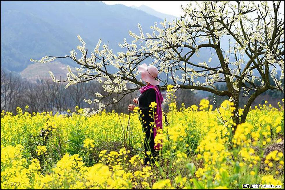 【春天，广西桂林灌阳县向您发出邀请！】长坪村油菜盛情花开 - 游山玩水 - 上饶生活社区 - 上饶28生活网 sr.28life.net