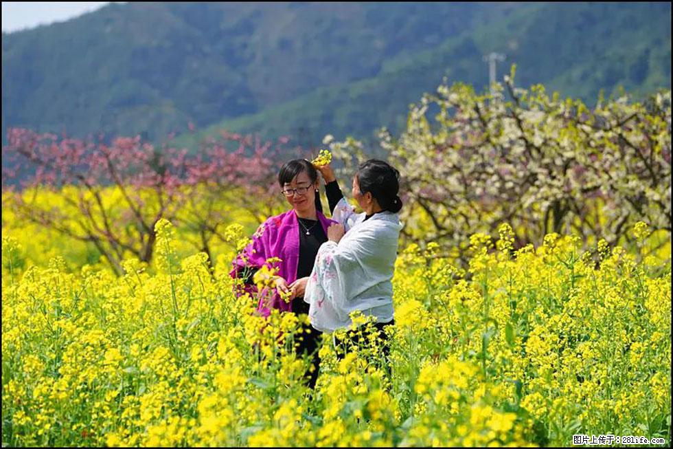 【春天，广西桂林灌阳县向您发出邀请！】长坪村油菜盛情花开 - 游山玩水 - 上饶生活社区 - 上饶28生活网 sr.28life.net