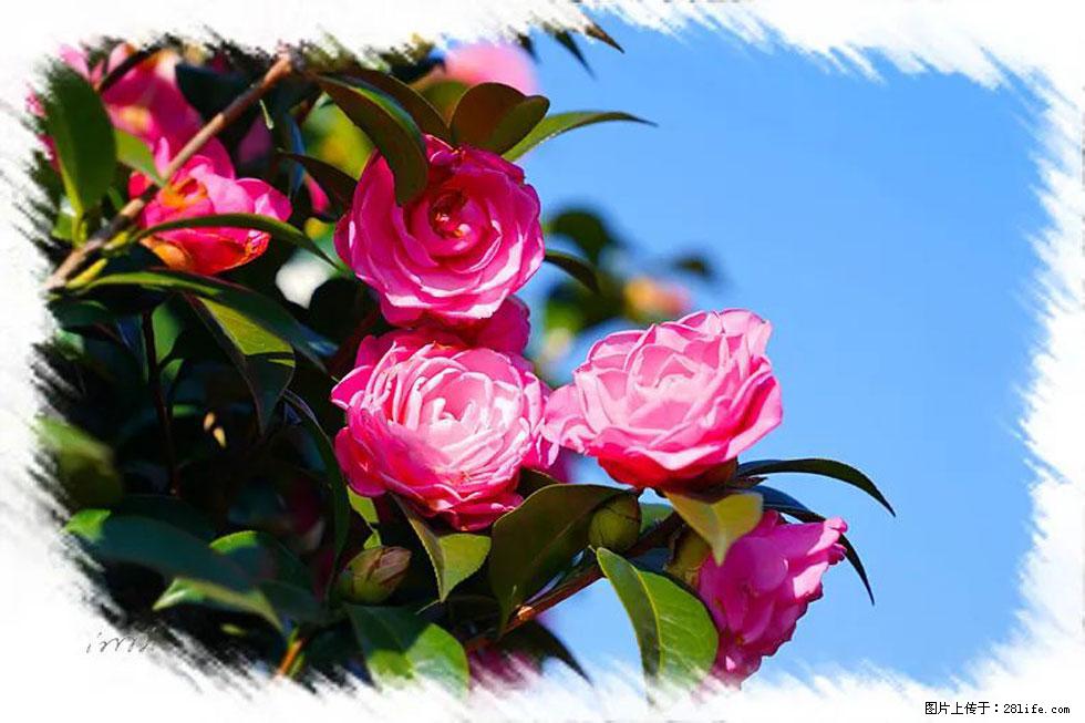 【春天，广西桂林灌阳县向您发出邀请！】杨柳井茶花惹人爱 - 游山玩水 - 上饶生活社区 - 上饶28生活网 sr.28life.net