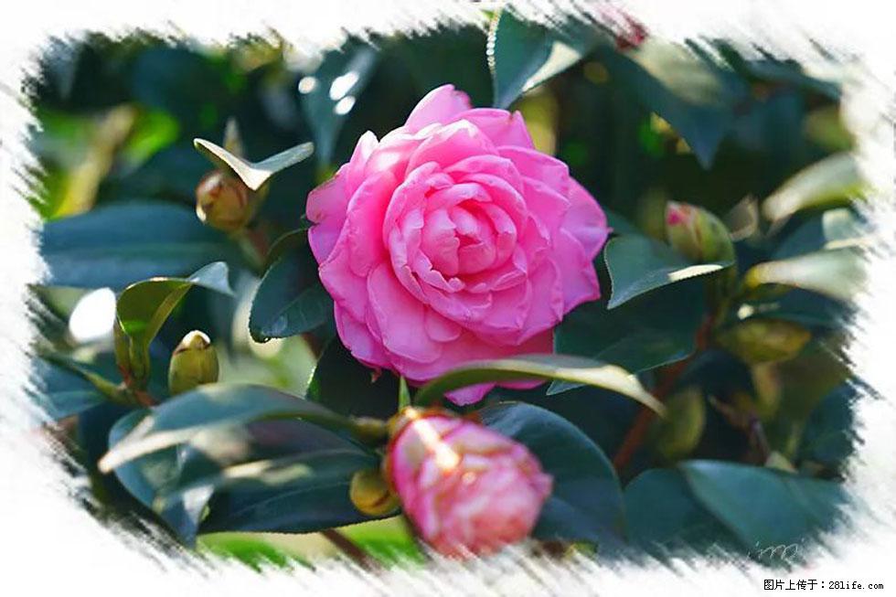 【春天，广西桂林灌阳县向您发出邀请！】杨柳井茶花惹人爱 - 游山玩水 - 上饶生活社区 - 上饶28生活网 sr.28life.net