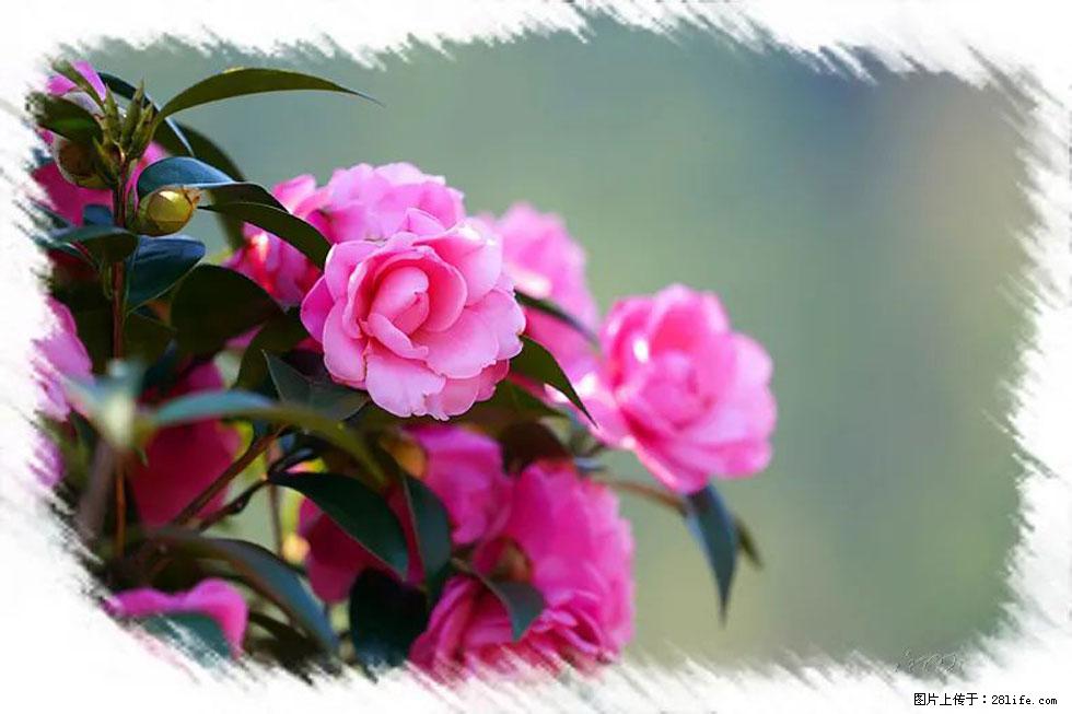 【春天，广西桂林灌阳县向您发出邀请！】杨柳井茶花惹人爱 - 游山玩水 - 上饶生活社区 - 上饶28生活网 sr.28life.net