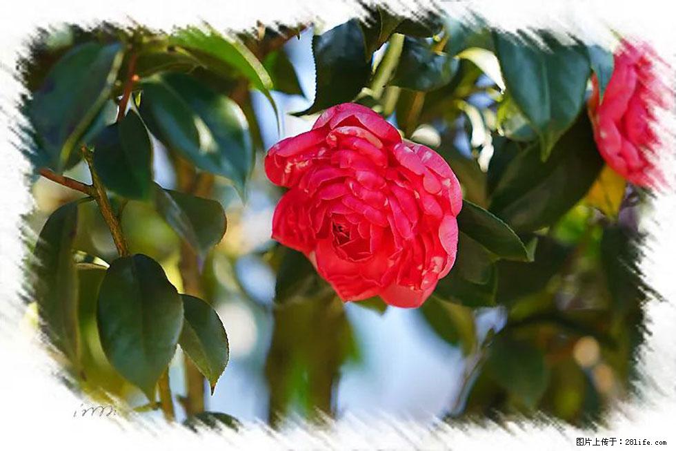 【春天，广西桂林灌阳县向您发出邀请！】杨柳井茶花惹人爱 - 游山玩水 - 上饶生活社区 - 上饶28生活网 sr.28life.net