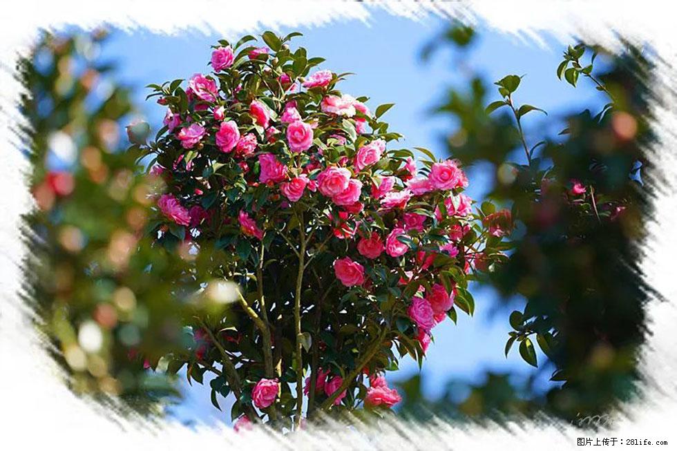 【春天，广西桂林灌阳县向您发出邀请！】杨柳井茶花惹人爱 - 游山玩水 - 上饶生活社区 - 上饶28生活网 sr.28life.net