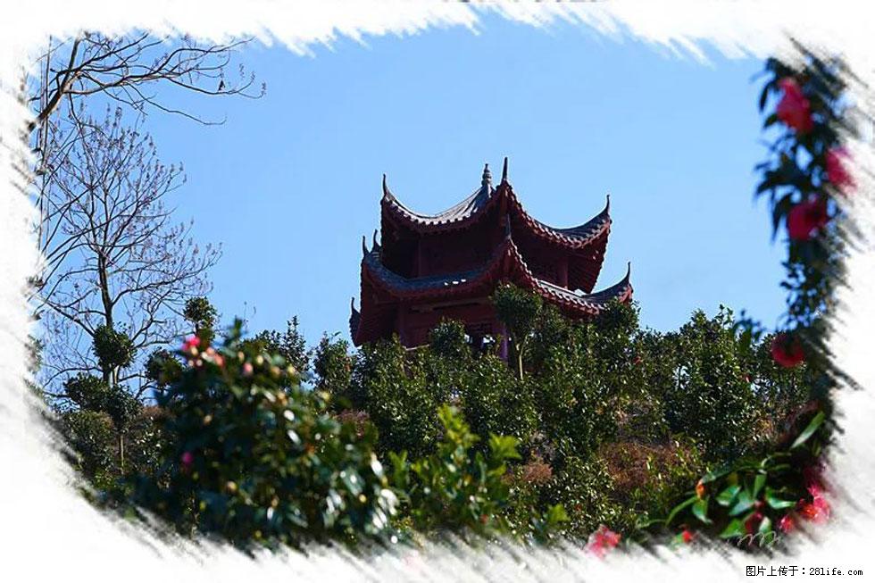 【春天，广西桂林灌阳县向您发出邀请！】杨柳井茶花惹人爱 - 游山玩水 - 上饶生活社区 - 上饶28生活网 sr.28life.net
