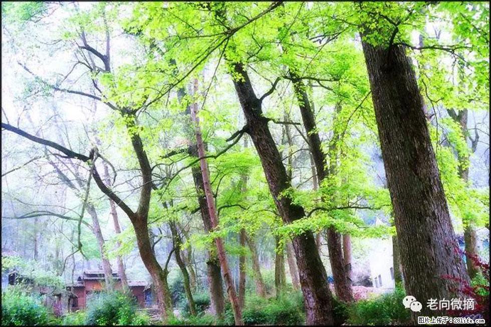 【春天，广西桂林灌阳县向您发出邀请！】在小龙村与春天约会 - 游山玩水 - 上饶生活社区 - 上饶28生活网 sr.28life.net