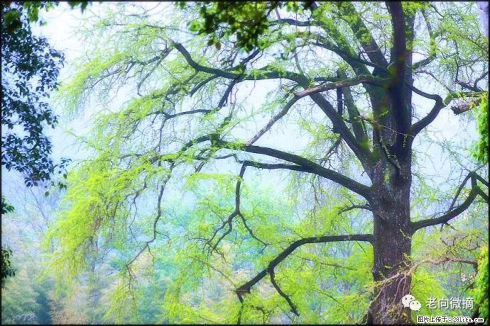 【春天，广西桂林灌阳县向您发出邀请！】在小龙村与春天约会 - 游山玩水 - 上饶生活社区 - 上饶28生活网 sr.28life.net