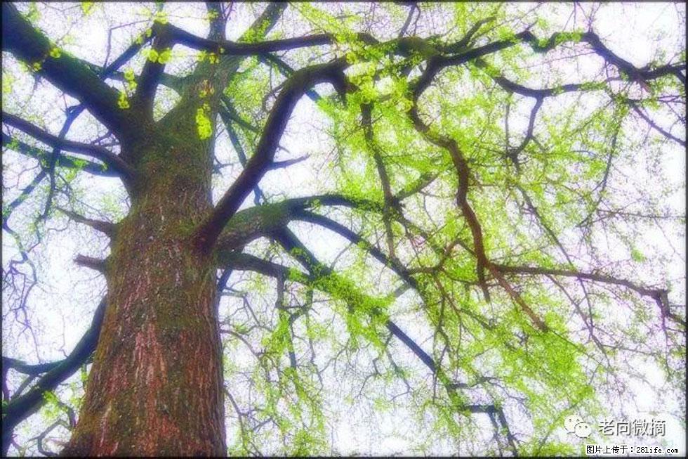 【春天，广西桂林灌阳县向您发出邀请！】在小龙村与春天约会 - 游山玩水 - 上饶生活社区 - 上饶28生活网 sr.28life.net