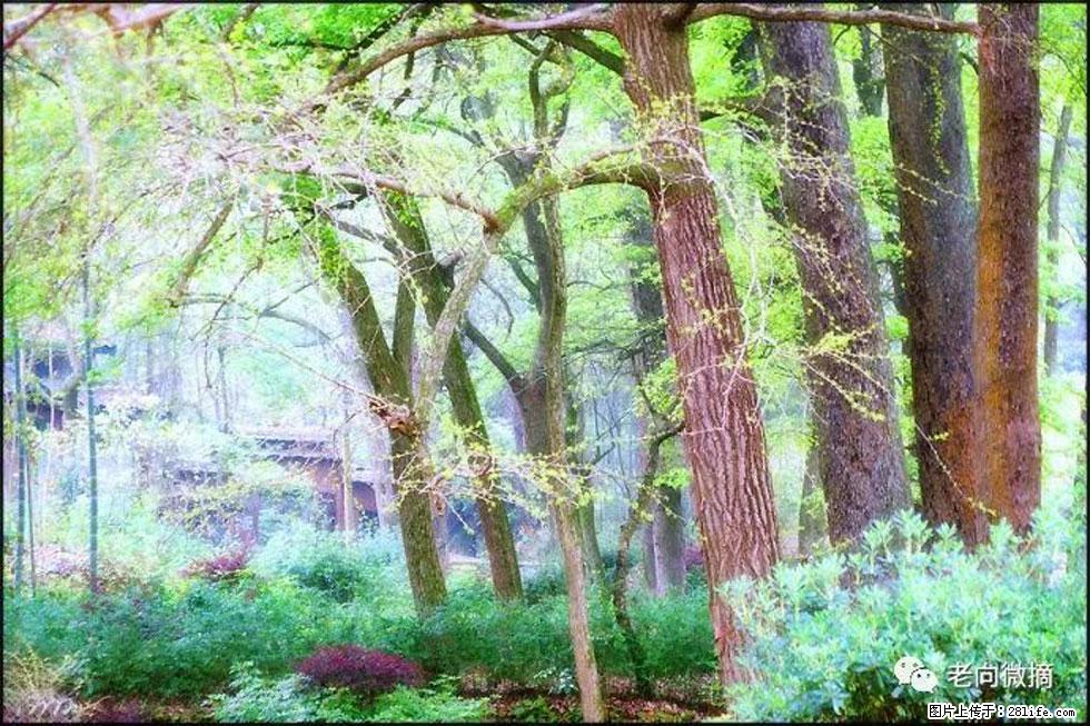【春天，广西桂林灌阳县向您发出邀请！】在小龙村与春天约会 - 游山玩水 - 上饶生活社区 - 上饶28生活网 sr.28life.net