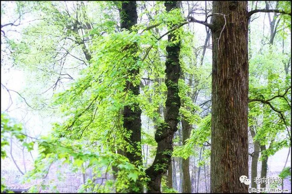【春天，广西桂林灌阳县向您发出邀请！】在小龙村与春天约会 - 游山玩水 - 上饶生活社区 - 上饶28生活网 sr.28life.net