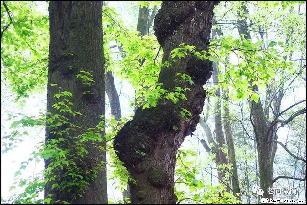 【春天，广西桂林灌阳县向您发出邀请！】在小龙村与春天约会 - 游山玩水 - 上饶生活社区 - 上饶28生活网 sr.28life.net