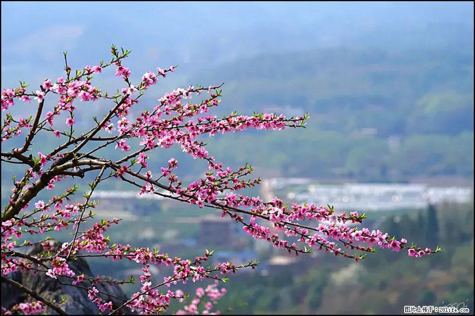 【春天，广西桂林灌阳县向您发出邀请！】望月岭上桃花开 - 游山玩水 - 上饶生活社区 - 上饶28生活网 sr.28life.net