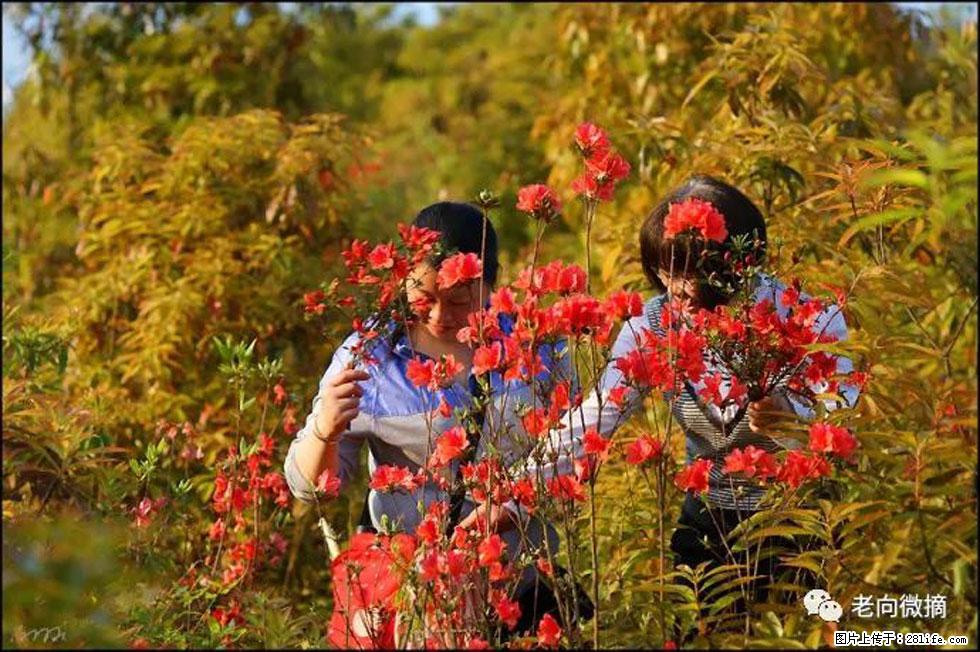 【春天，广西桂林灌阳县向您发出邀请！】登麒麟山，相约映山红 - 游山玩水 - 上饶生活社区 - 上饶28生活网 sr.28life.net