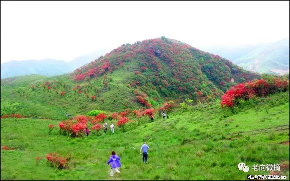 【春天，广西桂林灌阳县向您发出邀请！】宝盖山上映山红 - 游山玩水 - 上饶生活社区 - 上饶28生活网 sr.28life.net