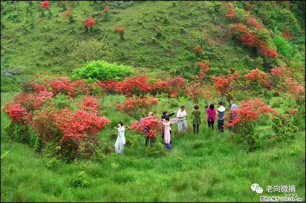 【春天，广西桂林灌阳县向您发出邀请！】宝盖山上映山红 - 游山玩水 - 上饶生活社区 - 上饶28生活网 sr.28life.net