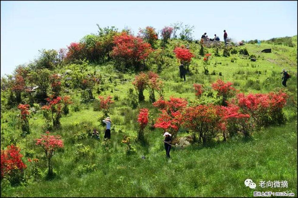 【春天，广西桂林灌阳县向您发出邀请！】宝盖山上映山红 - 游山玩水 - 上饶生活社区 - 上饶28生活网 sr.28life.net