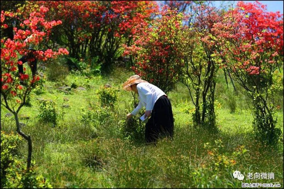 【春天，广西桂林灌阳县向您发出邀请！】宝盖山上映山红 - 游山玩水 - 上饶生活社区 - 上饶28生活网 sr.28life.net