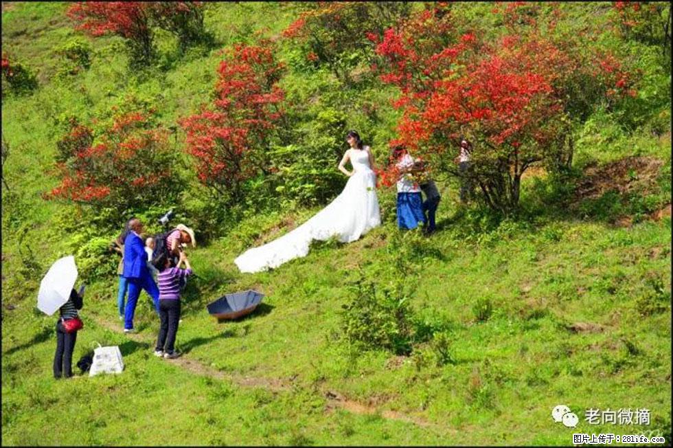 【春天，广西桂林灌阳县向您发出邀请！】宝盖山上映山红 - 游山玩水 - 上饶生活社区 - 上饶28生活网 sr.28life.net
