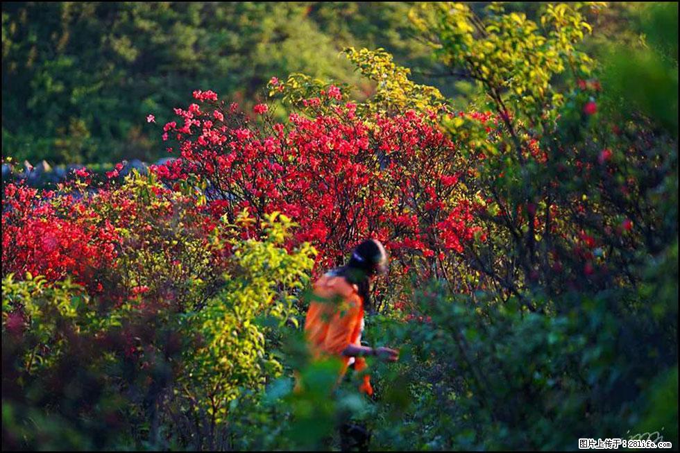 【春天，广西桂林灌阳县向您发出邀请！】春木界上映山红 - 游山玩水 - 上饶生活社区 - 上饶28生活网 sr.28life.net