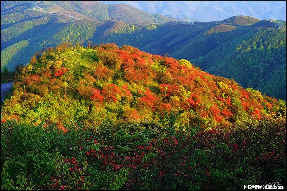 【春天，广西桂林灌阳县向您发出邀请！】春木界上映山红 - 游山玩水 - 上饶生活社区 - 上饶28生活网 sr.28life.net