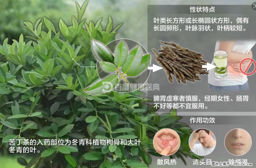 苦丁茶有哪些功效和作用 - 生活百科 - 上饶生活社区 - 上饶28生活网 sr.28life.net