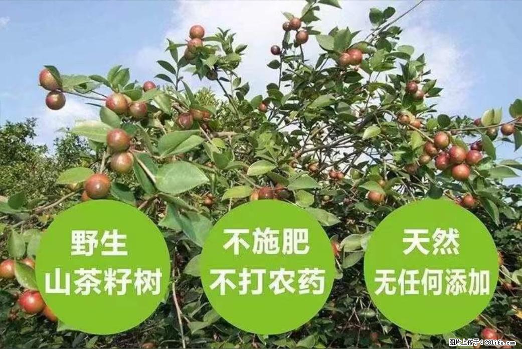 【灌阳县油茶产业示范区】一个有着充实的精神生活的人，对待身外之物自会有一种淡泊的态度 - 土特产 - 饮食特产 - 上饶分类信息 - 上饶28生活网 sr.28life.net