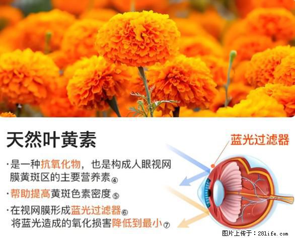 叶黄素有什么功效和作用 - 生活百科 - 上饶生活社区 - 上饶28生活网 sr.28life.net