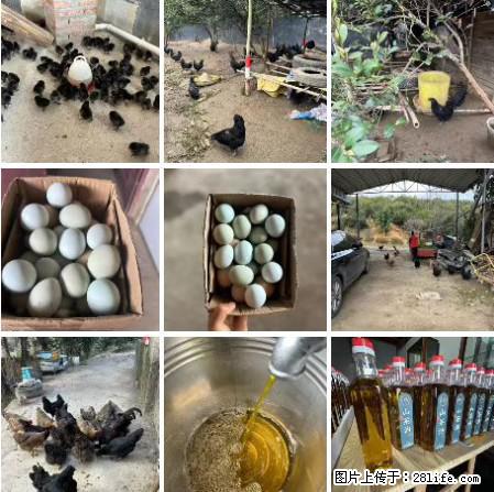 油茶园从小鸡仔开始养起的纯土鸡、土鸡蛋可以预定啦！还有前几天刚榨的纯山茶油哦 - 土特产 - 饮食特产 - 上饶分类信息 - 上饶28生活网 sr.28life.net