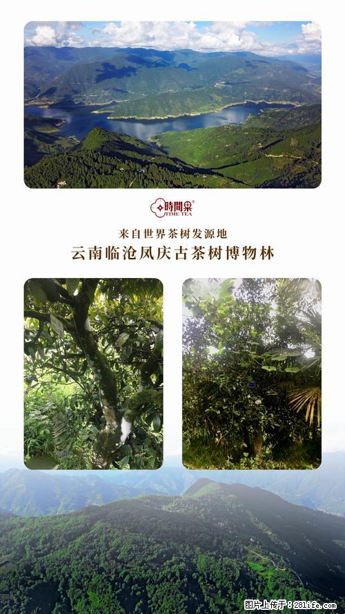 时间果百年古树2025年春红茶 - 购物交流 - 上饶生活社区 - 上饶28生活网 sr.28life.net