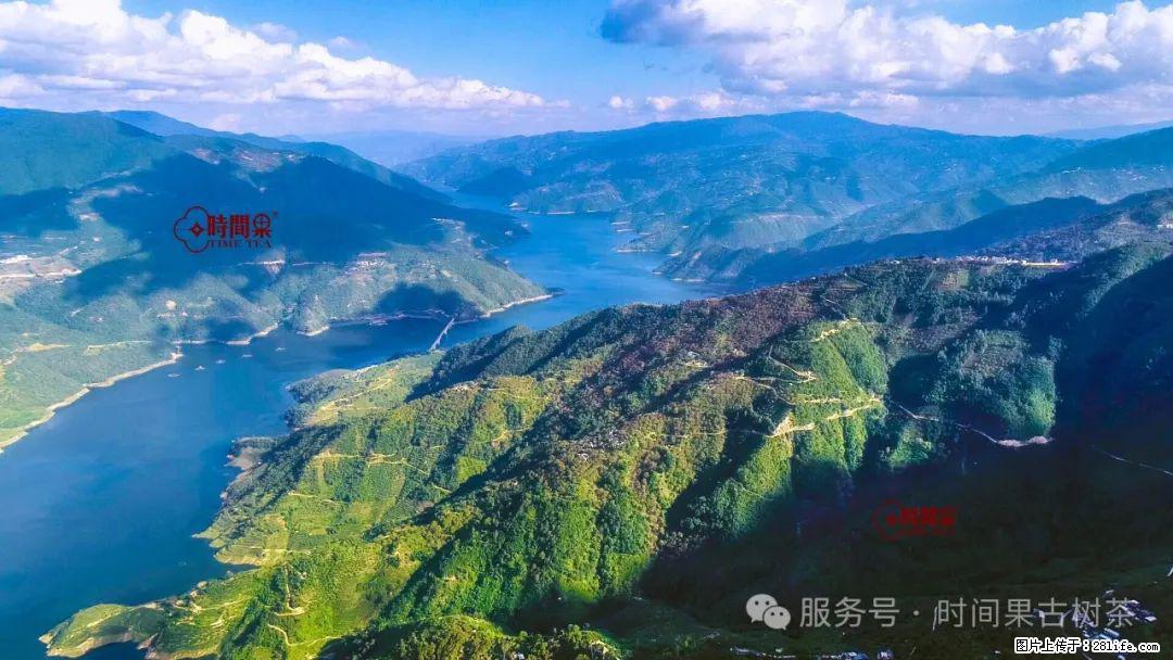 时间果百年古树龙珠普洱生茶 - 购物交流 - 上饶生活社区 - 上饶28生活网 sr.28life.net