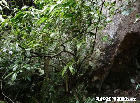 平乐石崖茶，珍贵仅次于金花茶 - 上饶生活资讯 - 上饶28生活网 sr.28life.net