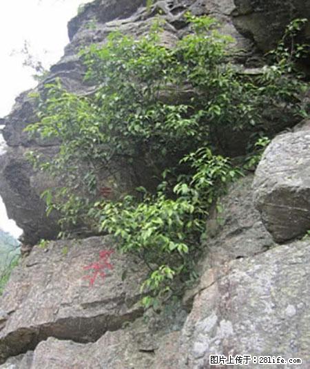 平乐石崖茶，珍贵仅次于金花茶 - 上饶生活资讯 - 上饶28生活网 sr.28life.net