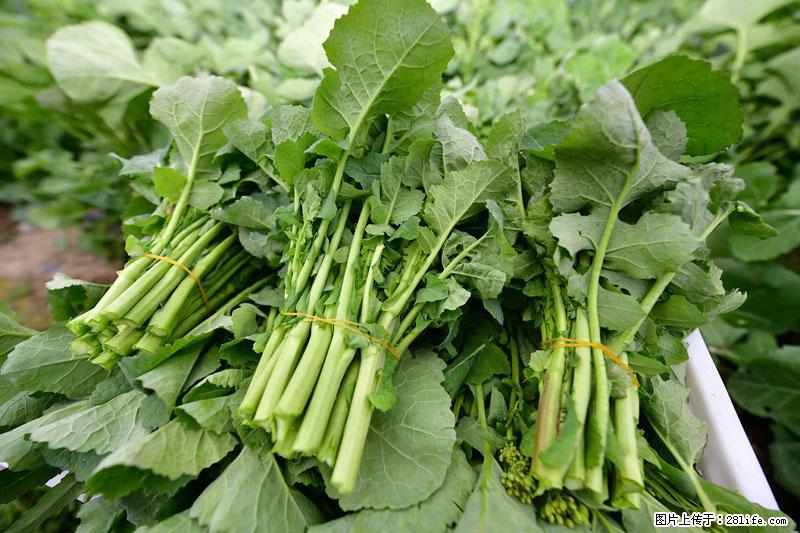 这些蔬菜是“天然钙片”，这6种被医生重点推荐 - 上饶生活资讯 - 上饶28生活网 sr.28life.net